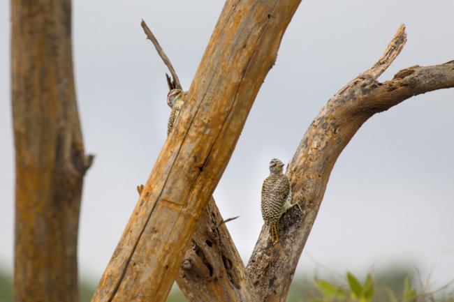 ../previews/035-2840.Nubian Woodpecker_EOSR6.jpg.medium.jpeg