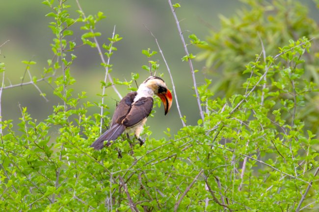 ../previews/037-2862.Von der Decken's Hornbill_EOSR6.jpg.medium.jpeg