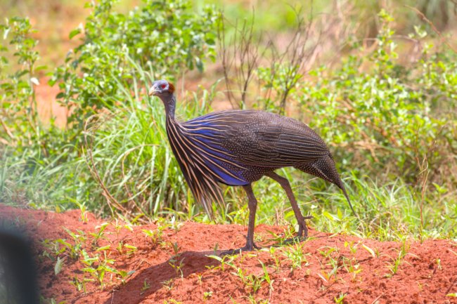 ../previews/039-2909.Vulturine Guineafowl_EOSR6.jpg.medium.jpeg