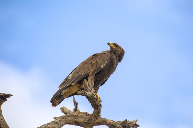 ../previews/041-3146.Steppe Eagle_EOSR6.jpg.medium.jpeg