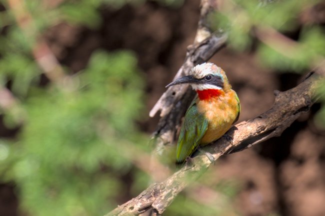 ../previews/042-3159 v1.White-fronted Bee-eater_EOSR6.jpg.medium.jpeg