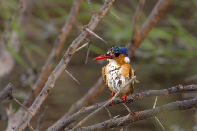 ../previews/043-3229 v1.Malachite Kingfisher_EOSR6.jpg.medium.jpeg