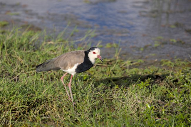 ../previews/044-3249.Long-Toed Lapwing_EOSR6.jpg.medium.jpeg