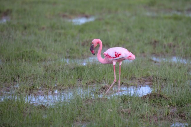 ../previews/045-3267.Lesser Flamingo_EOSR6.jpg.medium.jpeg