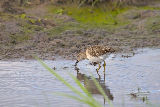 ../previews/046-3291.Wood Sandpiper_EOSR6.jpg.medium.jpeg