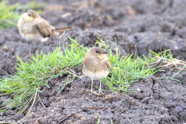 ../previews/047-3313.Collared Pratincole_EOSR6.jpg.medium.jpeg