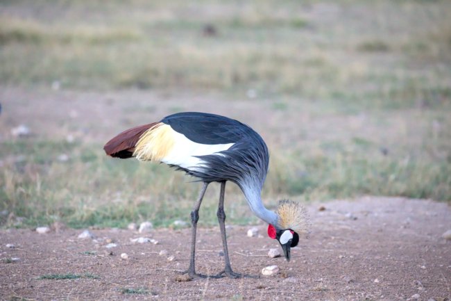 ../previews/048-3336.Grey-crowned Crane_EOSR6.jpg.medium.jpeg