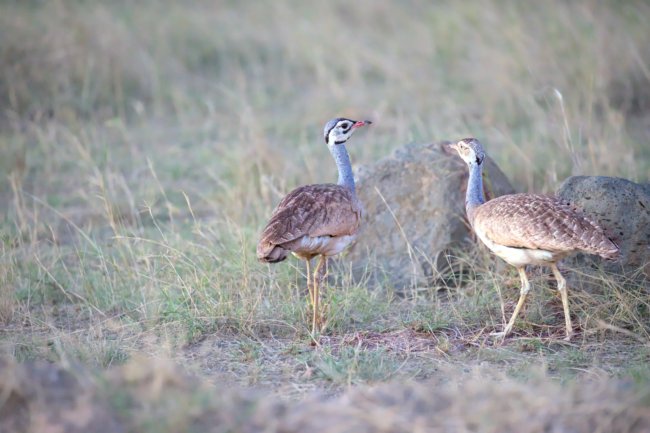 ../previews/049-3340 v1.White-bellied Bustard_EOSR6.jpg.medium.jpeg