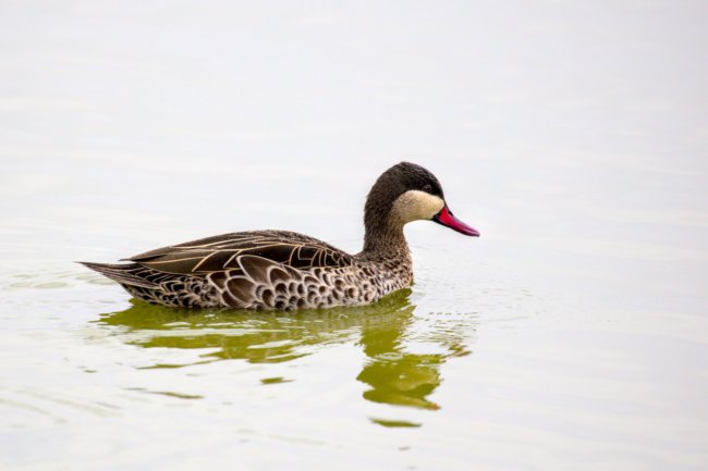 ../previews/050-3349 v1.Red-billed Duck_EOSR6.jpg.medium.jpeg