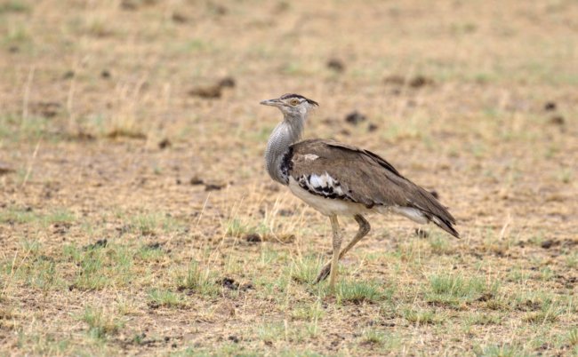 ../previews/051-3456_v1.Kori Bustard_EOSR6.jpg.medium.jpeg