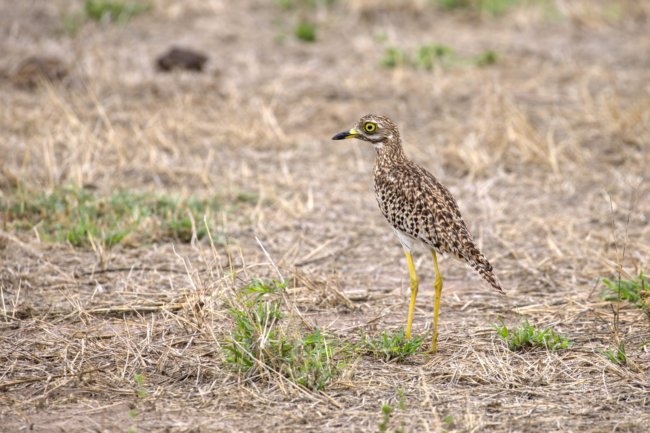 ../previews/052-3465.Spotted Thick-Knee_EOSR6.jpg.medium.jpeg