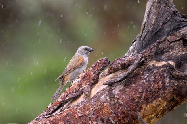 ../previews/053-3479.Parrot-billed Sparrow_EOSR6.jpg.medium.jpeg