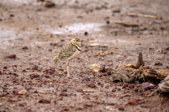 ../previews/054-3481.Double-banded Courser_EOSR6.jpg.medium.jpeg