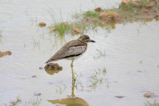 ../previews/055-3494.Water Thick-Knee_EOSR6.jpg.medium.jpeg