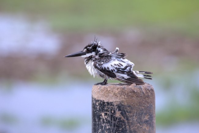 ../previews/056-3517.Pied Kingfisher_EOSR6.jpg.medium.jpeg