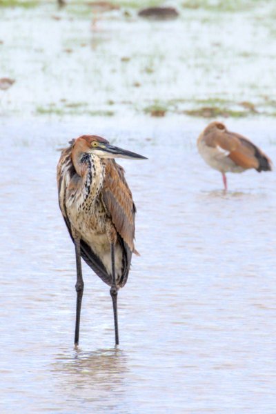 ../previews/057-3533 v1.Goliath Heron_EOSR6.jpg.medium.jpeg