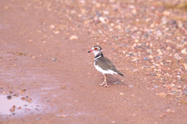 ../previews/059-3722.Three-Banded Plover_EOSR6.jpg.medium.jpeg