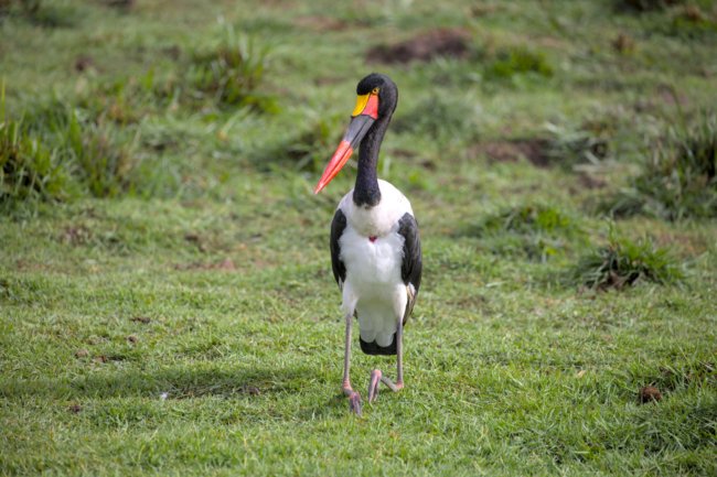 ../previews/060-3727.Saddle-billed Stork_EOSR6.jpg.medium.jpeg