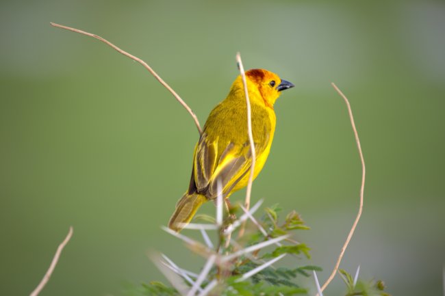 ../previews/061-3744.Taveta Golden-Weaver_EOSR6.jpg.medium.jpeg