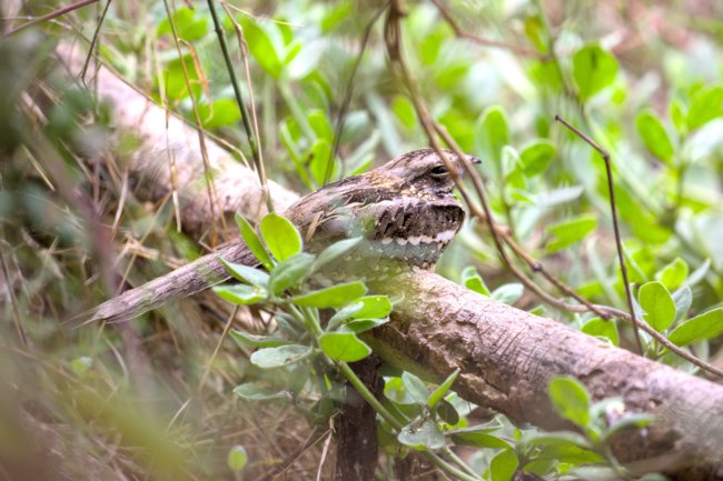 ../previews/062-3790.Slender-tailed Nightjar_EOSR6.jpg.medium.jpeg