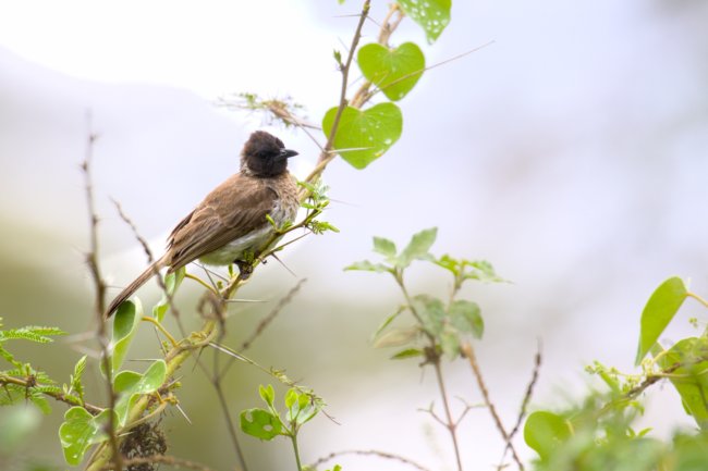 ../previews/063-3795 v1.Common Bulbul_EOSR6.jpg.medium.jpeg