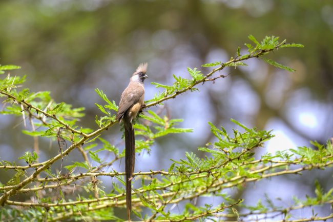 ../previews/064-3796.Speckled Mousebird_EOSR6.jpg.medium.jpeg