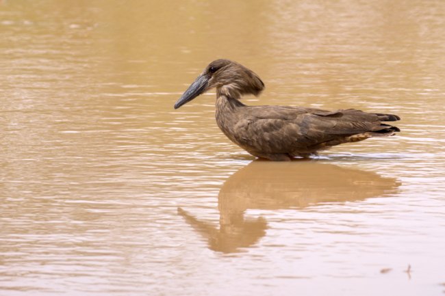 ../previews/065-3836.Hamerkop_EOSR6.jpg.medium.jpeg