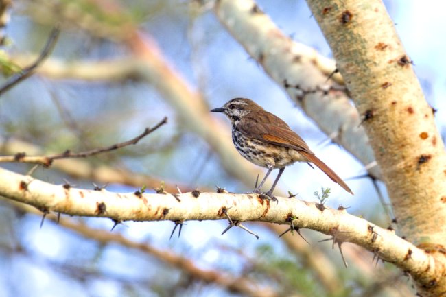 ../previews/066-3864.Spotted Morning-Thrush_EOSR6.jpg.medium.jpeg