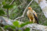 thumbnails/000-0567.Palm-nut Vulture_EOSR6.jpg.small.jpeg