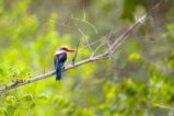 thumbnails/001-0623 v1.Brown-hooded Kingfisher_EOSR6.jpg.small.jpeg