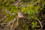 thumbnails/002-0658.Pale Flycatcher_EOSR6.jpg.small.jpeg