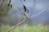 thumbnails/003-0843.White-throated Bee-eater_EOSR6.jpg.small.jpeg