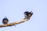 thumbnails/004-1017.Wire-tailed Swallow_EOSR6.jpg.small.jpeg