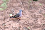 thumbnails/005-1031 v1.Emerald-spotted Wood-Dove_EOSR6.jpg.small.jpeg