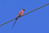 thumbnails/007-1751.Northern Carmine Bee-eater_EOSR6.jpg.small.jpeg