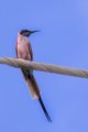 thumbnails/008-1764 v1.Northern Carmine Bee-eater_EOSR6.jpg.small.jpeg