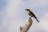 thumbnails/010-1793.White-rumped Shrike_EOSR6.jpg.small.jpeg