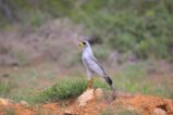 thumbnails/011-1832 v1.Eastern Chanting-Goshawk_EOSR6.jpg.small.jpeg