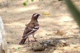 thumbnails/013-1899 v1.White-browed Sparrow-Weaver_EOSR6.jpg.small.jpeg