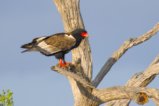 thumbnails/015-1984_01.Bateleur_EOSR6.jpg.small.jpeg