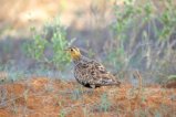 thumbnails/016-2006.Black-faced Sandgrouse_EOSR6.jpg.small.jpeg