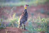 thumbnails/018-2077 v1.Yellow-necked Francolin_EOSR6.jpg.small.jpeg