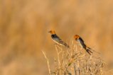 thumbnails/020-2159.Lesser Striped Swallow_EOSR6.jpg.small.jpeg