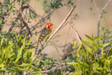 thumbnails/021-2196.Red-and-yellow Barbet_EOSR6.jpg.small.jpeg