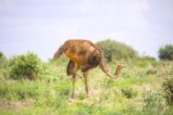 thumbnails/024-2347.Somali Ostrich_EOSR6.jpg.small.jpeg