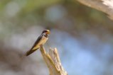 thumbnails/025-2367.Barn Swallow_EOSR6.jpg.small.jpeg