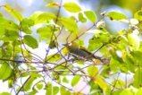 thumbnails/027-2570.Taita White-eye_EOSR6.jpg.small.jpeg