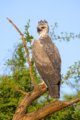 thumbnails/030-2705.Martial Eagle_EOSR6.jpg.small.jpeg