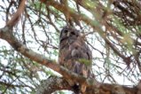 thumbnails/032-2755.Verreaux's Eagle-Owl_EOSR6.jpg.small.jpeg