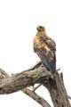 thumbnails/033-2791 v1.Tawny Eagle_EOSR6.jpg.small.jpeg